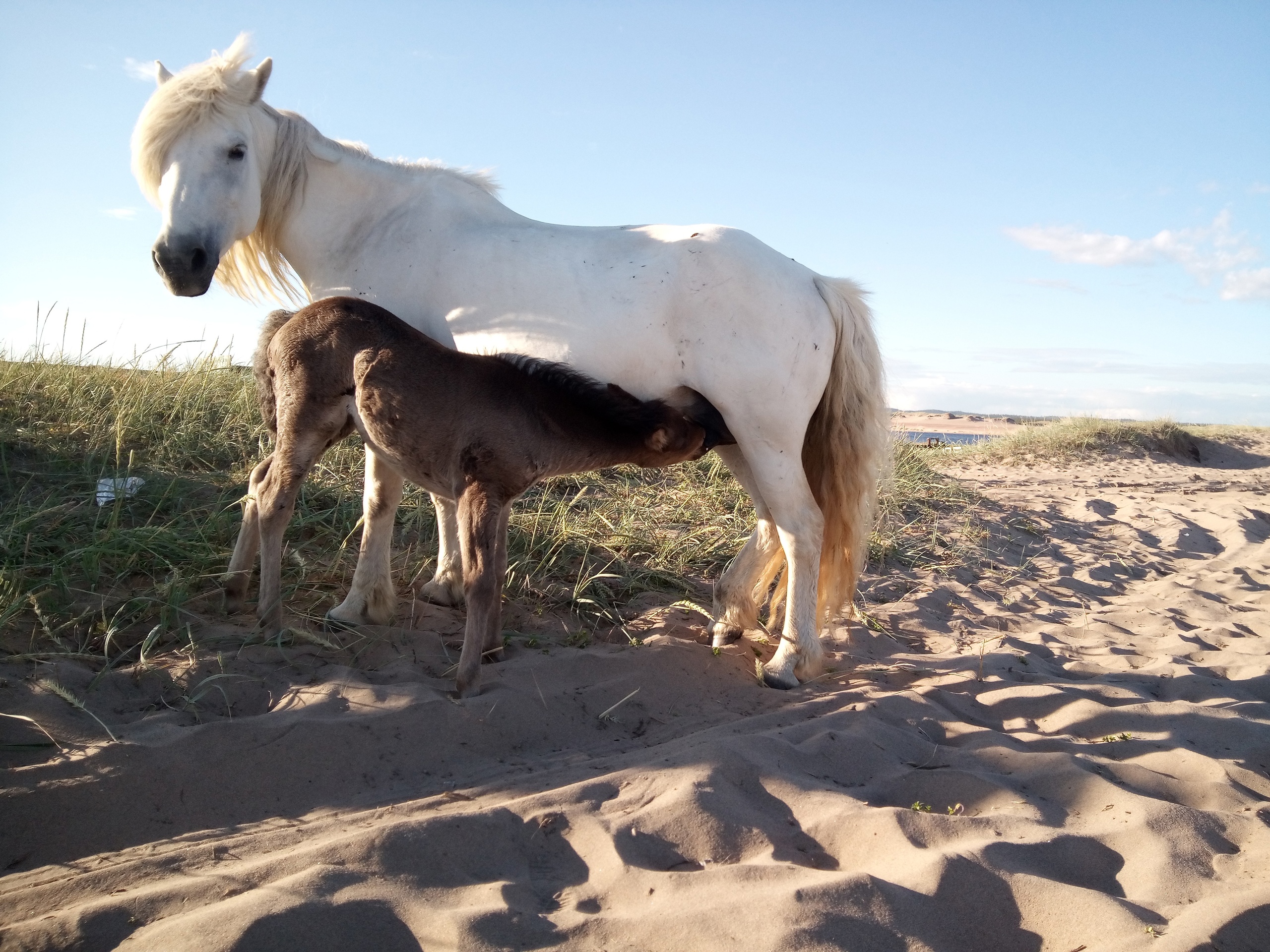 Лошадь способная. Лошадь и лошадка. Табун забайкальских лошадей. Horse.